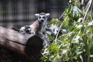 ring-tailed lemurs sitting in branches of trees