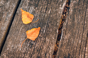Rustic fall background of autumn leaves and decorative sunlight over a rustic background of barn wood. Artistic closeup, leaves on wooden board, copy space. Fall vintage template