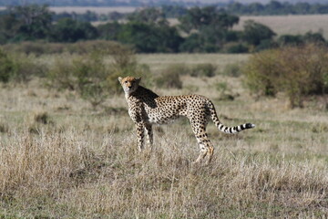 Female cheetah looking aroung for prey in Maasai Mara
