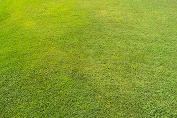 Green grass texture and background. Top view, drone, aerial view