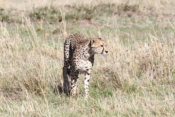 Female cheetah looking aroung for prey in Maasai Mara