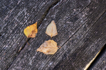 Rustic fall background of autumn leaves and decorative sunlight over a rustic background of barn wood. Artistic closeup, leaves on wooden board, copy space. Fall vintage template