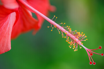 Exotic tropical garden or park nature with closeup hibiscus flower on a green background. In the...