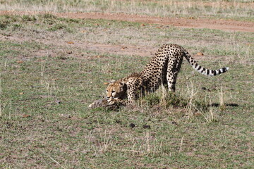 Female cheetah sniffing ground preparing to jump at prey