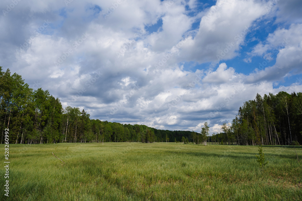Canvas Prints large swamp with grass in field in forest on a cloudy summer day in russia