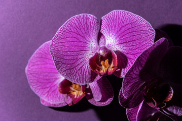 Naklejka na ściany i meble Delightful purple orchid on a blurry background. Phalaenopsis. Close-up. 