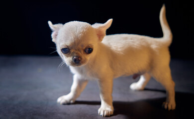 Poptrait a cute chihuahua puppy on black background
