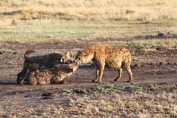 Pregnant spotted hyenna kissing her grown-up cubs 