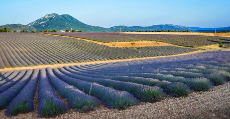 lavender field in Alpes-de-Haute-Provence, France - 528262350