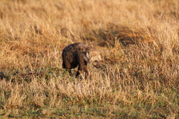 Naklejka na ściany i meble A young hyenna walking down a mudy road