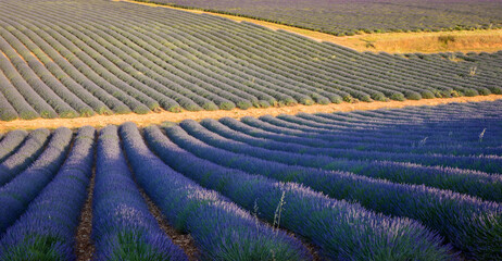 lavender field in Alpes-de-Haute-Provence, France - 528262381
