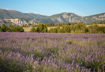 lavender field in Alpes-de-Haute-Provence, France - 528262521
