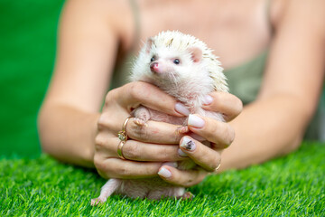 Hedgehog in the hands of a man. Happy animal pet at home. Hedgehog on a green lawn.