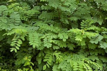 summer background: green, lush acacia bushes