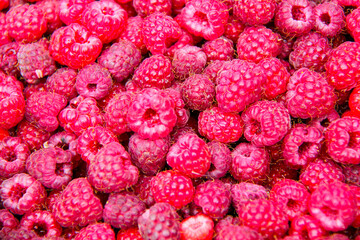 Fresh and sweet raspberry background. Lots of red ripe berries raspberries. Closeup