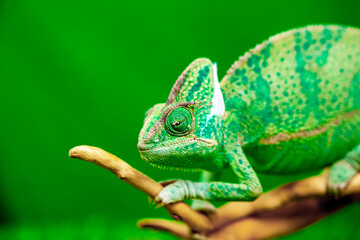 Chameleon close up. Multicolor beautiful reptile with colorful bright skin on a background of grass and leaves. Disguise and bright skins concept. Exotic tropical pet in its natural environment.