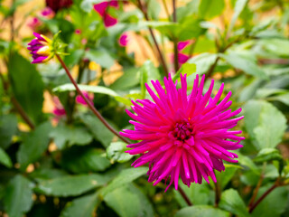 detail of a pink cactus dahlia flower (Pretty in Pink dahlia) in a garden with blurred background