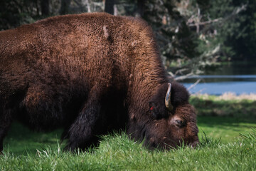 bison in the zoo