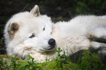 Obraz premium white wolf in the grass