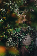 Wedding rings lie on a brown stone among leaves and greenery, dark background