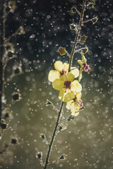 Common mullein yellow flowers in water