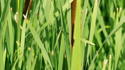 Typha latifolia and green Phragmites australis, Water Common reed close-up