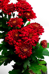 Beautiful red chrysanthemum gem flower in flower garden on a white background.
