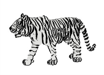 Fototapeta na wymiar vector of hand drawn sketch of stalking tiger in black and white 