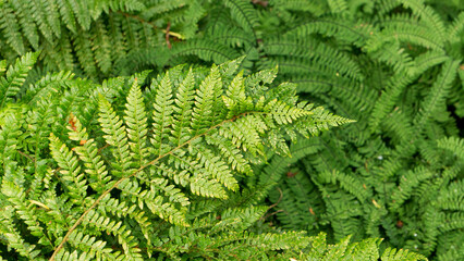 Fern Polypodiopsida, Polypodiophyta plants a day, grown in nature in the forest with many green leaves