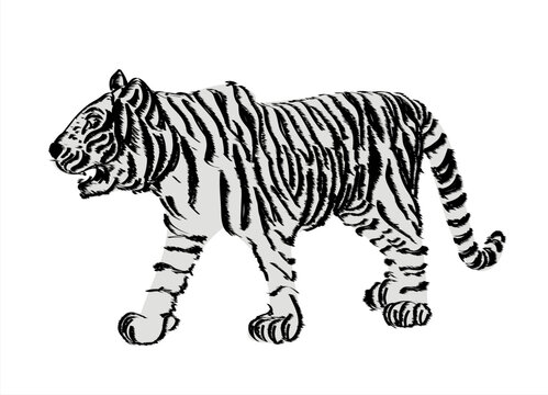 vector of hand drawn sketch of stalking tiger in black and white 
