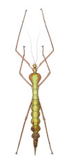 Macrophasma lyratus (female)
Walking, Flying Stick Insect in White Background