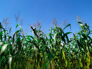 Background of trees or corn garden. Blue Sky Background