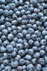 Fresh ripe blueberries berries texture or background.