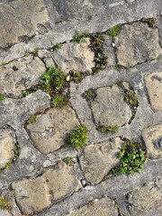Pavés au sol avec des herbes sauvages poussant dans le béton
