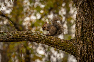 A Gray Squirrel eats a nut on a tree branch