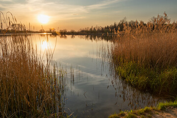 Sunset over a calm lake and high reeds