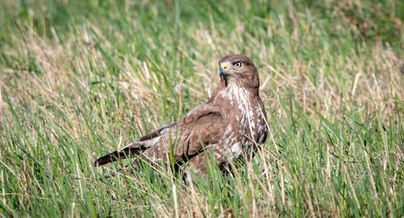 Common buzzard in the field