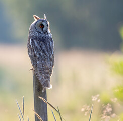 Long-eared owl