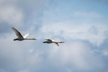 Fototapeta na wymiar Swans in flight