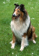 Chien, race colley, Colley à poil long, berger d'Ecosse