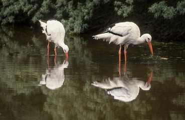 Cigogne blanche, .Ciconia ciconia, White Stork