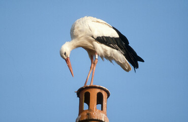 Cigogne blanche, .Ciconia ciconia, White Stork