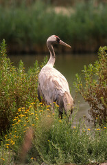 Grue cendrée,.Grus grus, Common Crane