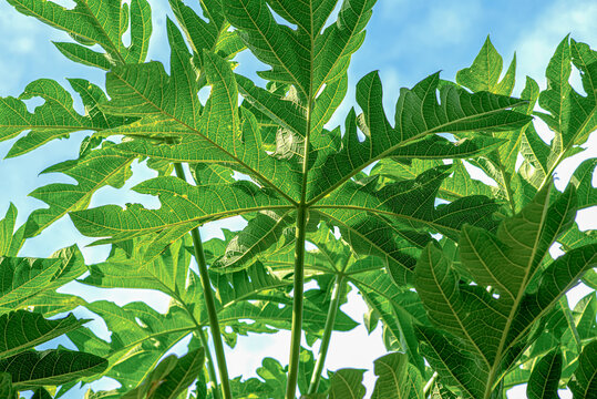 Green plants. Leaves, details. Greenery. Papaya Fruit Tree. Leaves, details. Isolated against a blue sky background.