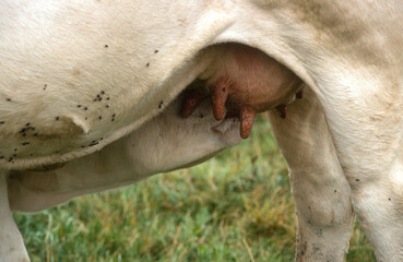 Naklejka premium Vache, race charolaise, veau tetant