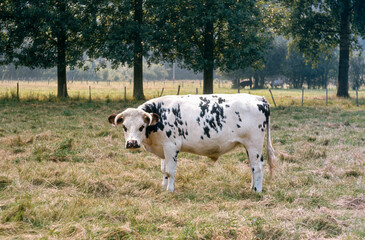 Vache, race Normande, Réserve Naturelle Nationale du Domaine de Beauguillot , baie des Veys, Basse Normandie, Sainte Marie du Mont, 50, Manche