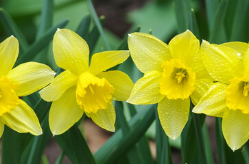 Close-up of yellow blooming flowers in spring (daffodil) on a grass meadow. Blooming spring flowers of daffodil. Selective focus.