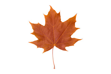 Naklejka na ściany i meble Canadian maple leaf on a white background. Isolate. Autumn background.
