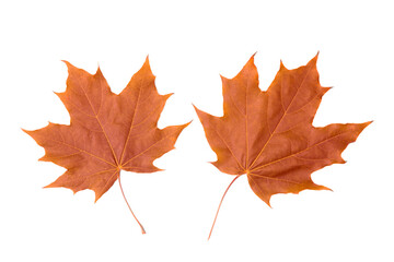 Canadian maple leaf on a white background. Isolate. Autumn background.