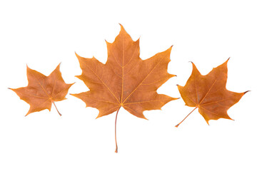 Naklejka na ściany i meble Canadian maple leaf on a white background. Isolate. Autumn background.